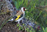 European Goldfinch